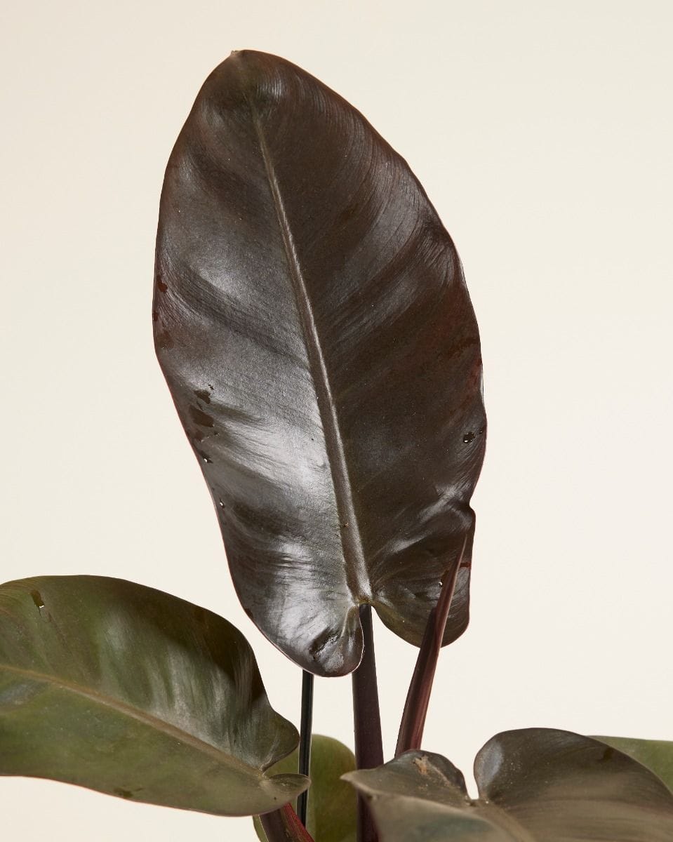 Philodendron Black Cardinal