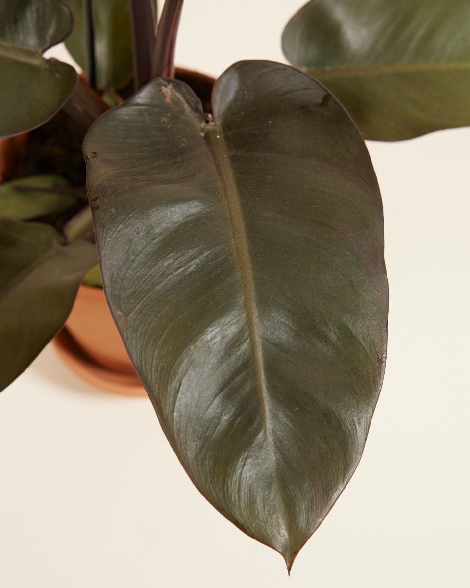 Philodendron Black Cardinal