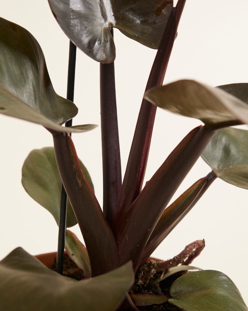 Philodendron Black Cardinal