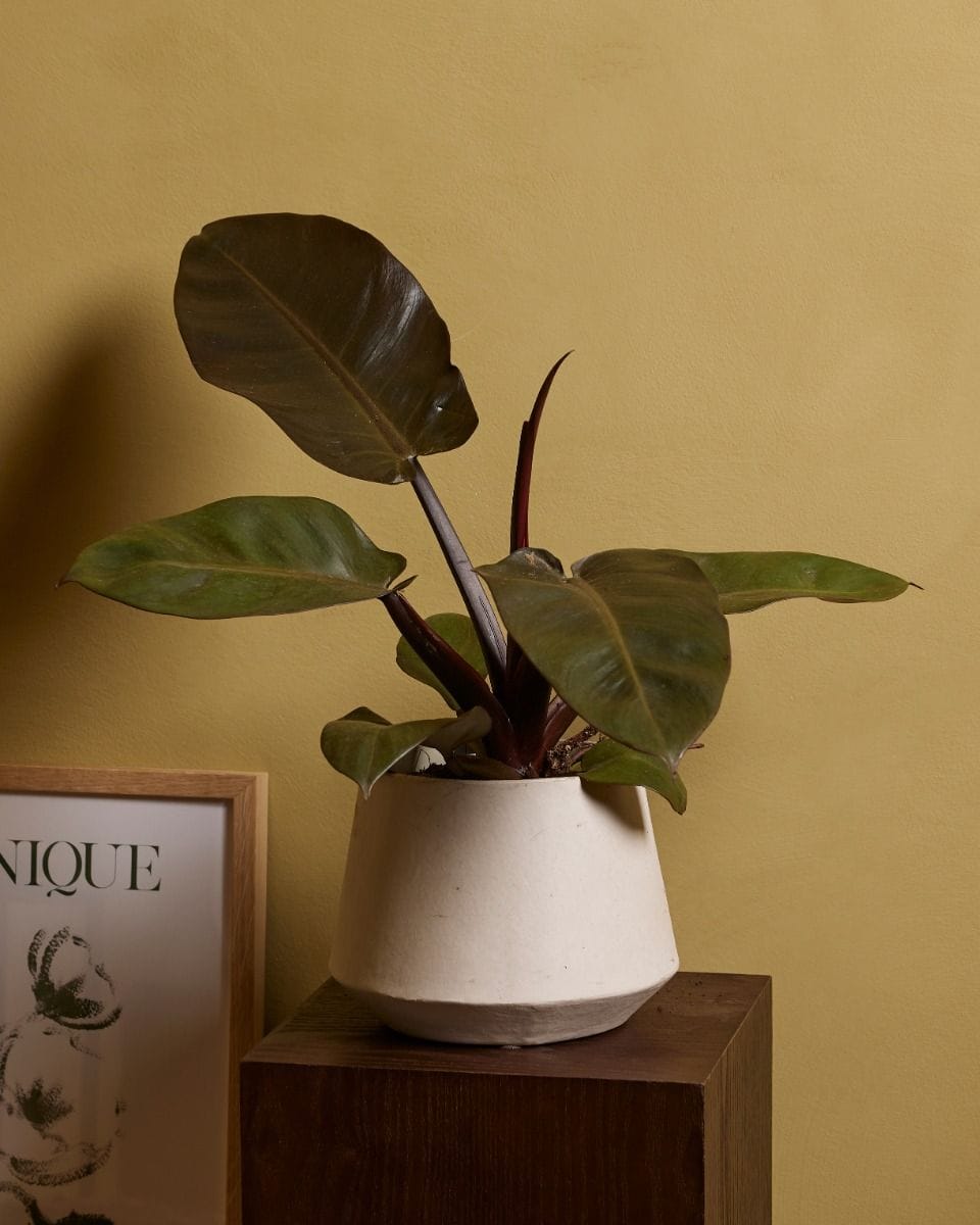 Philodendron Black Cardinal