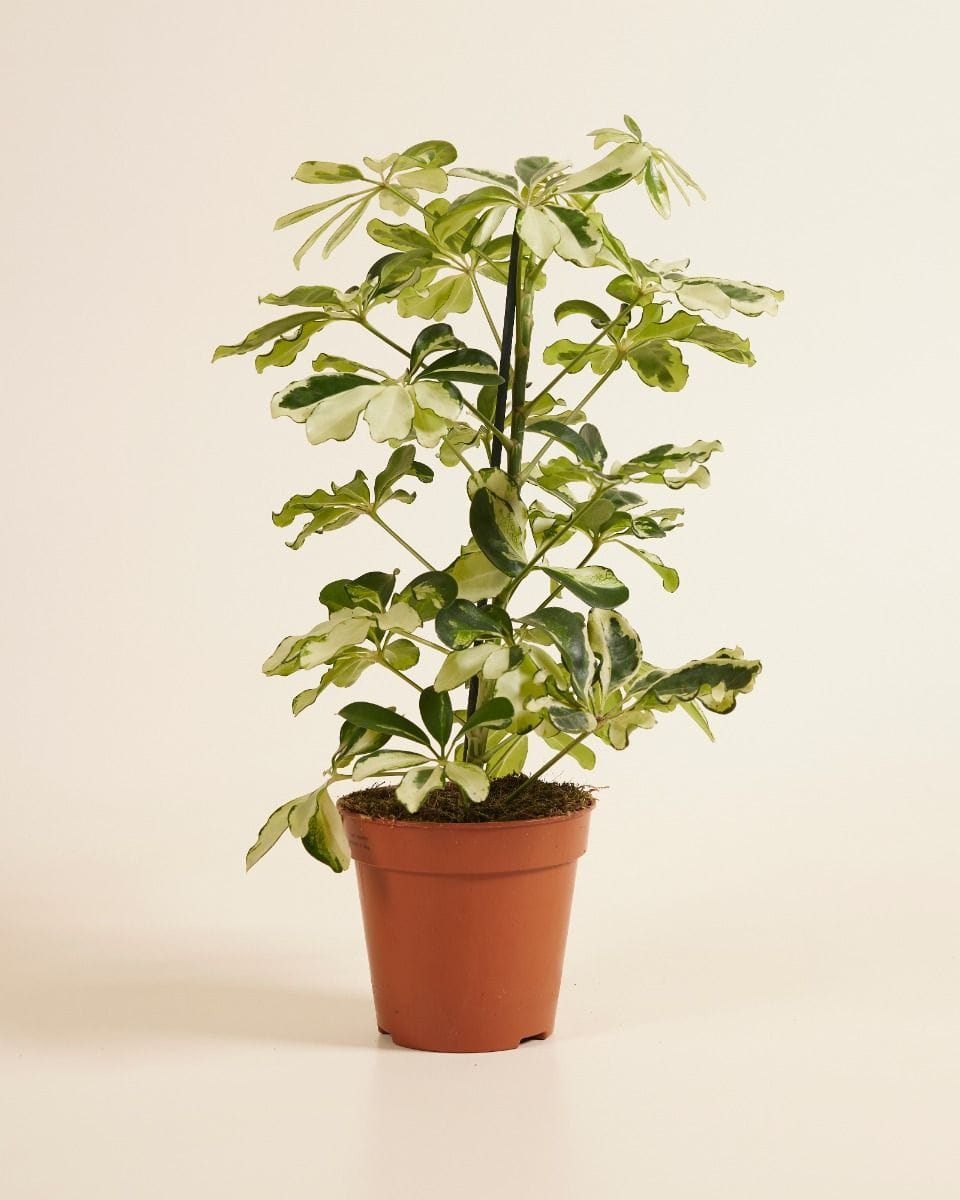 Schefflera Umbrella tree Charlotte