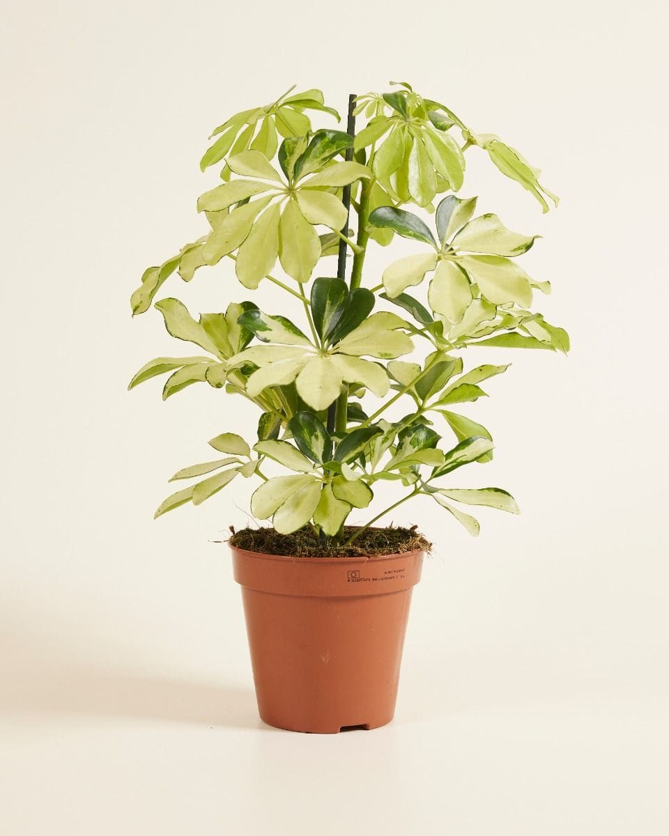 Schefflera Umbrella tree Melanie