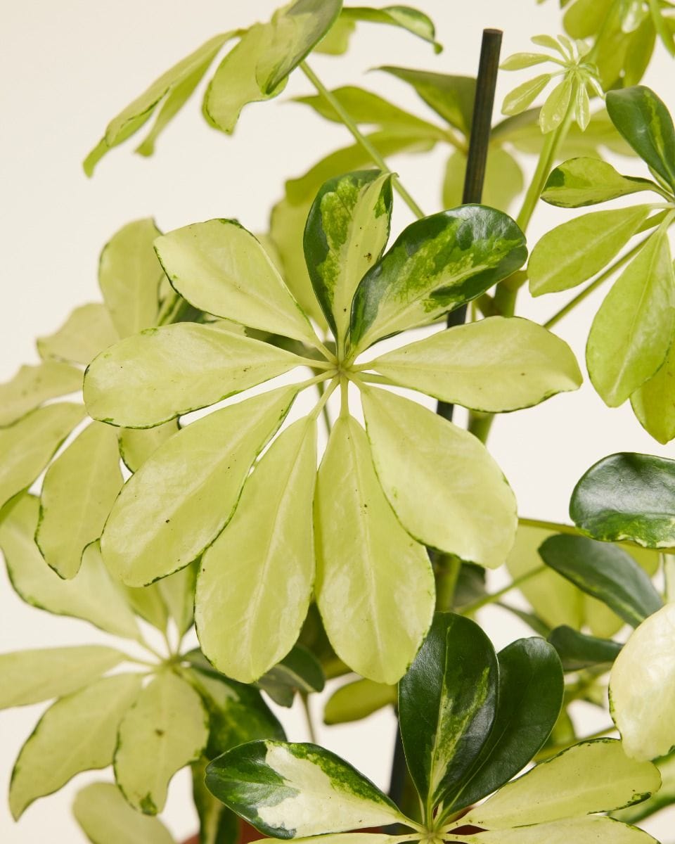 Schefflera Umbrella tree Melanie