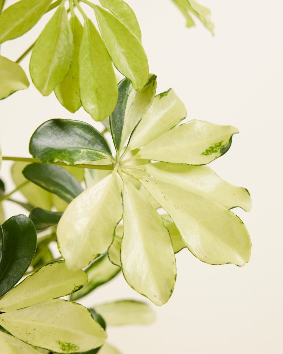 Schefflera Umbrella tree Melanie