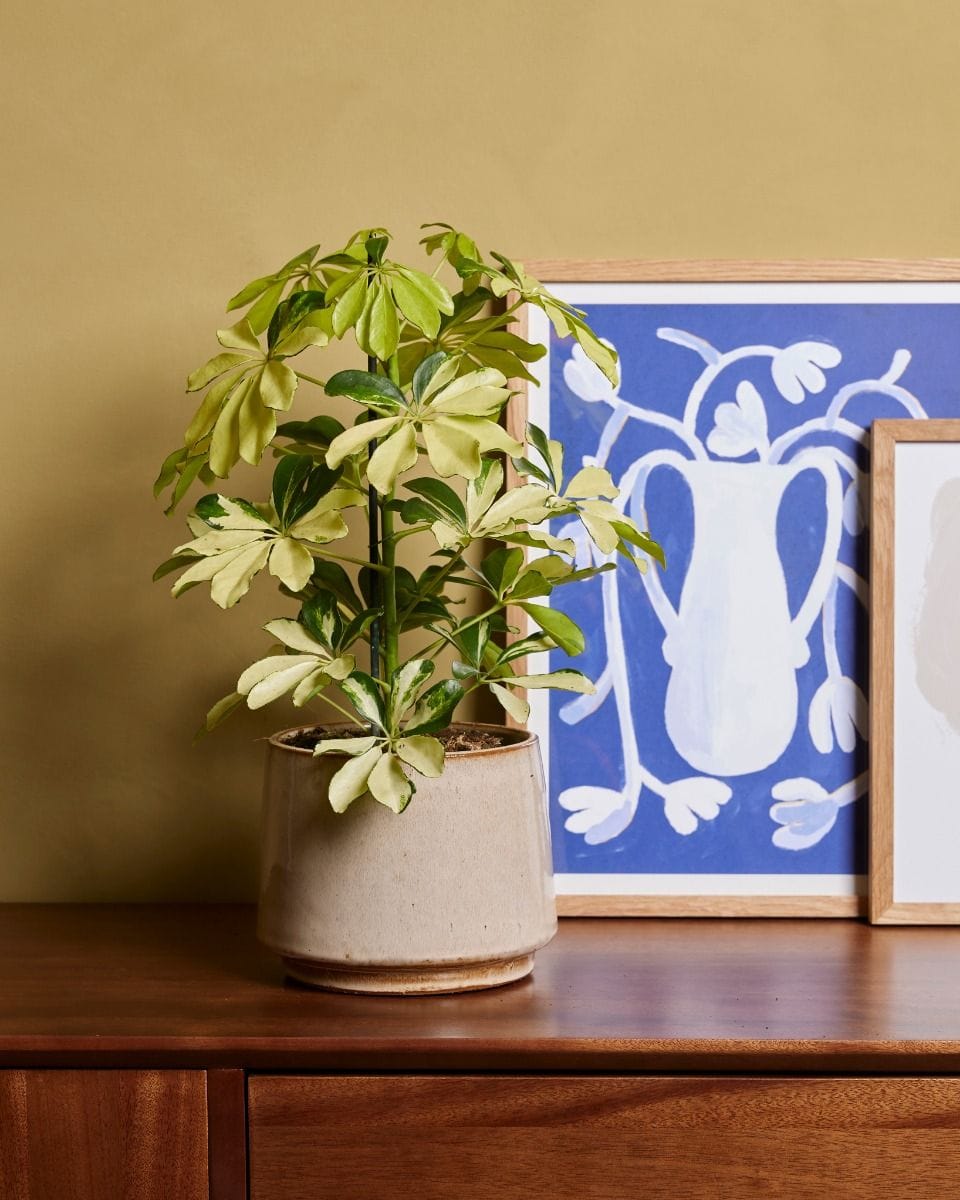Schefflera Umbrella tree Melanie