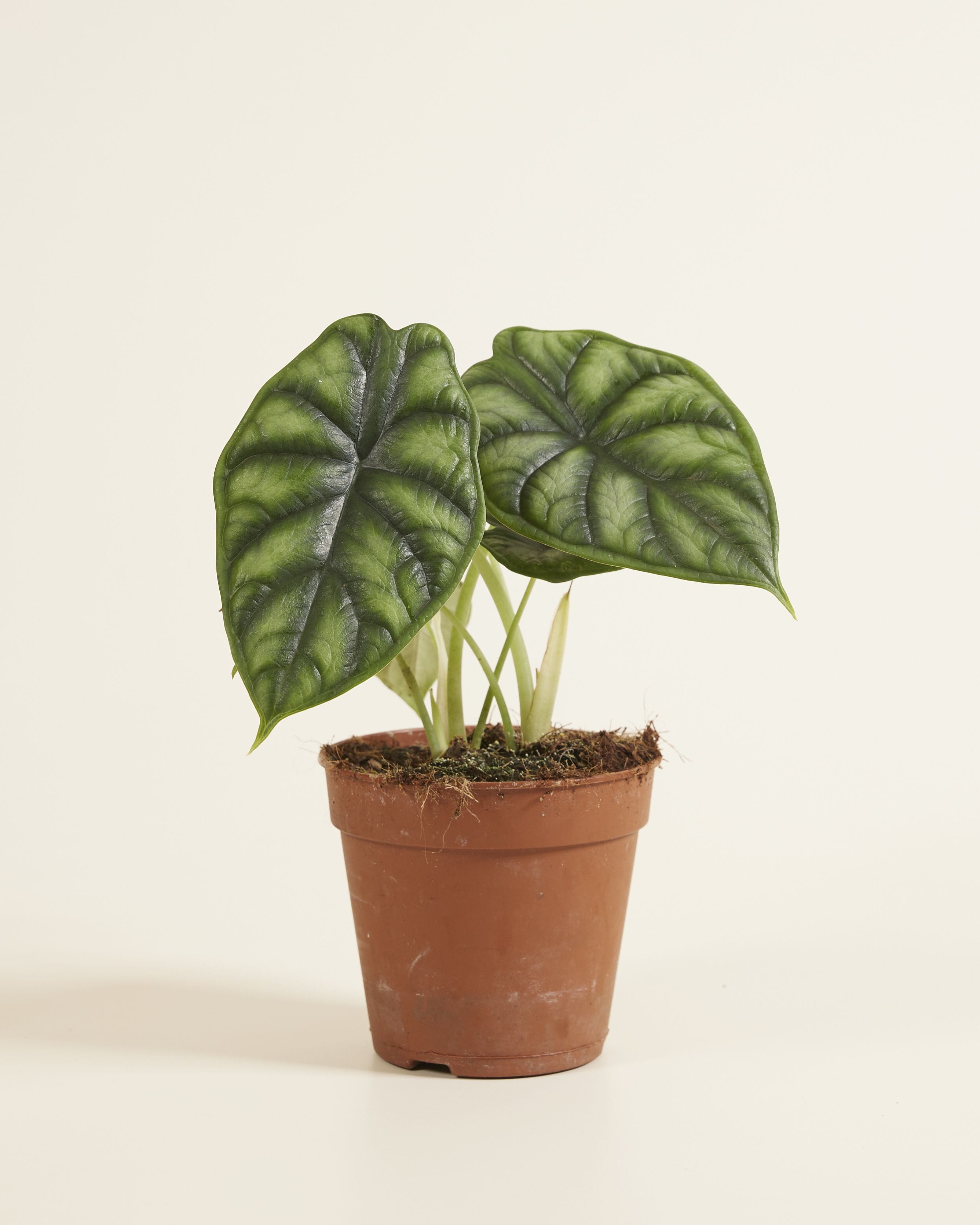 Alocasia Baginda Dragon Scale