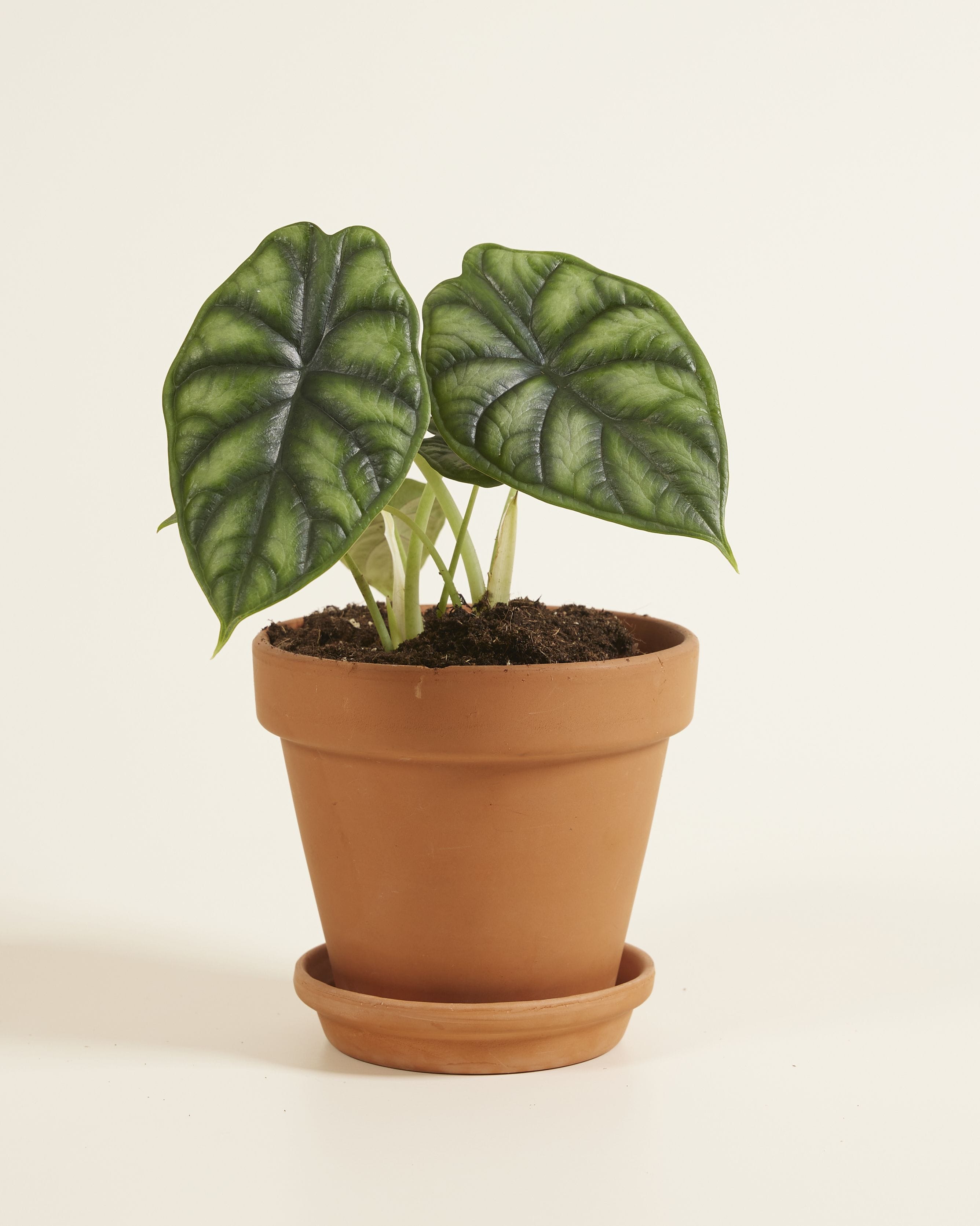 Alocasia Baginda Dragon Scale