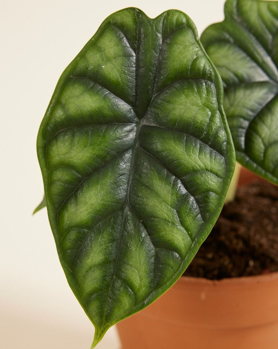 Alocasia Baginda Dragon Scale