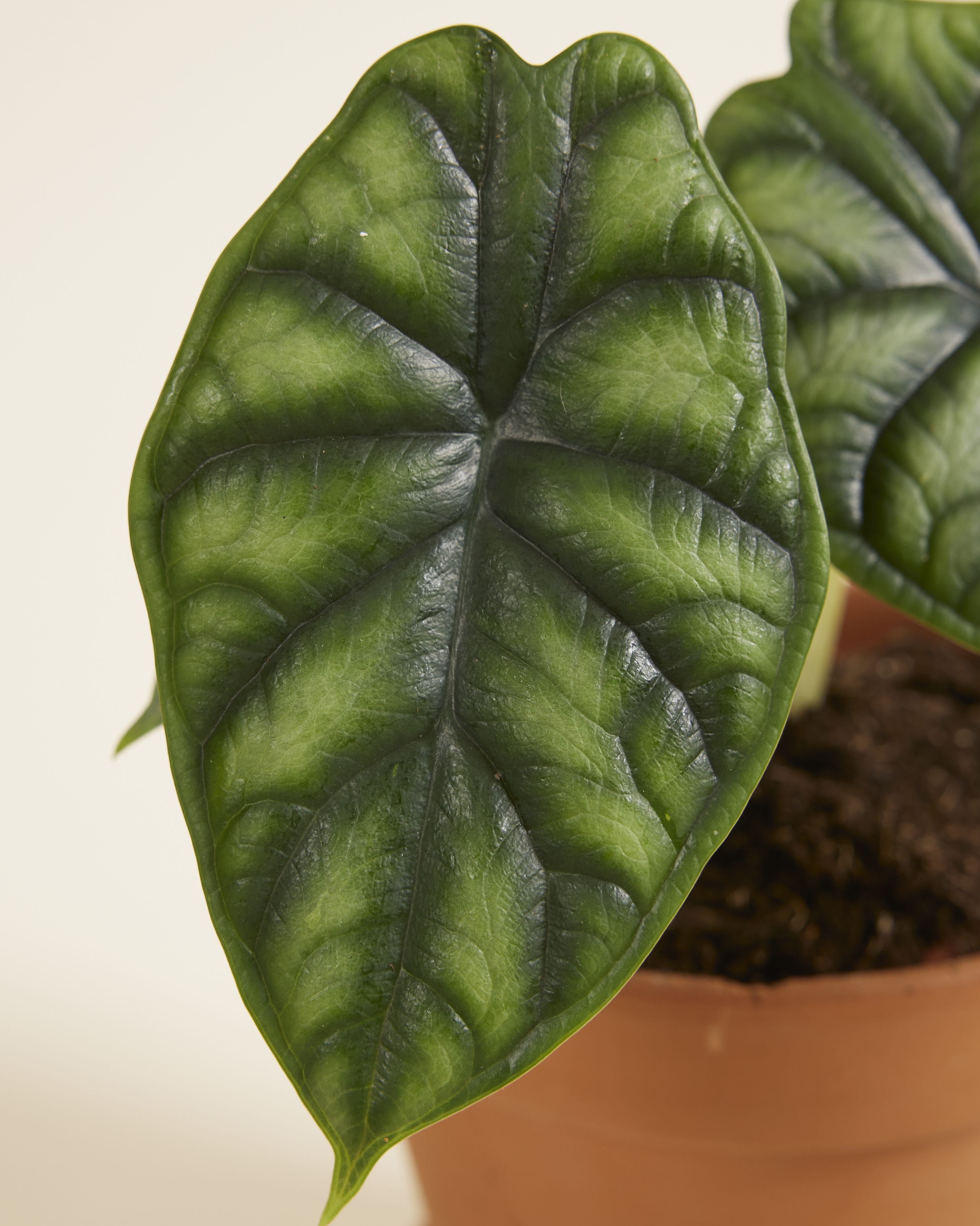 Alocasia Baginda Dragon Scale