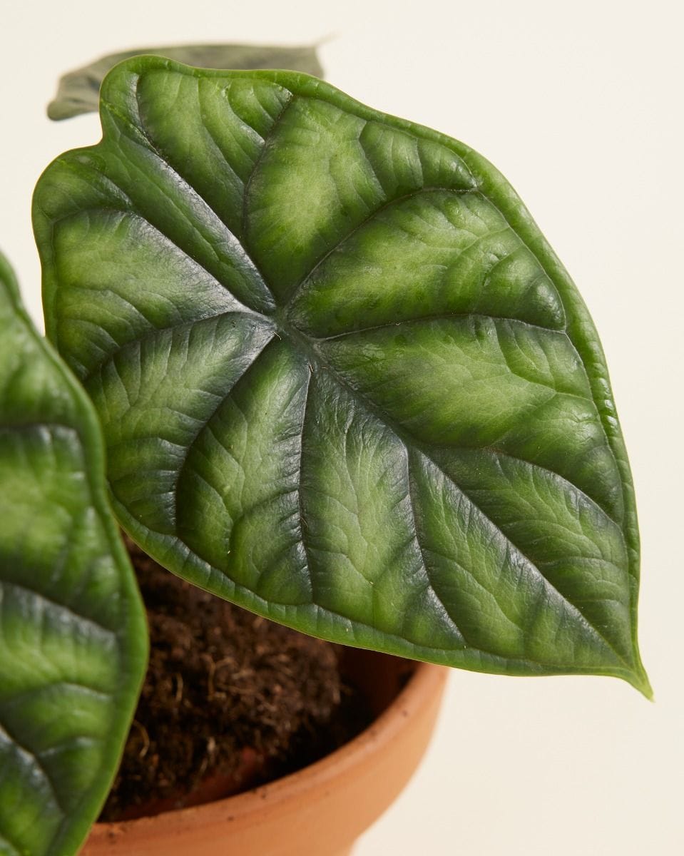 Alocasia Baginda Dragon Scale