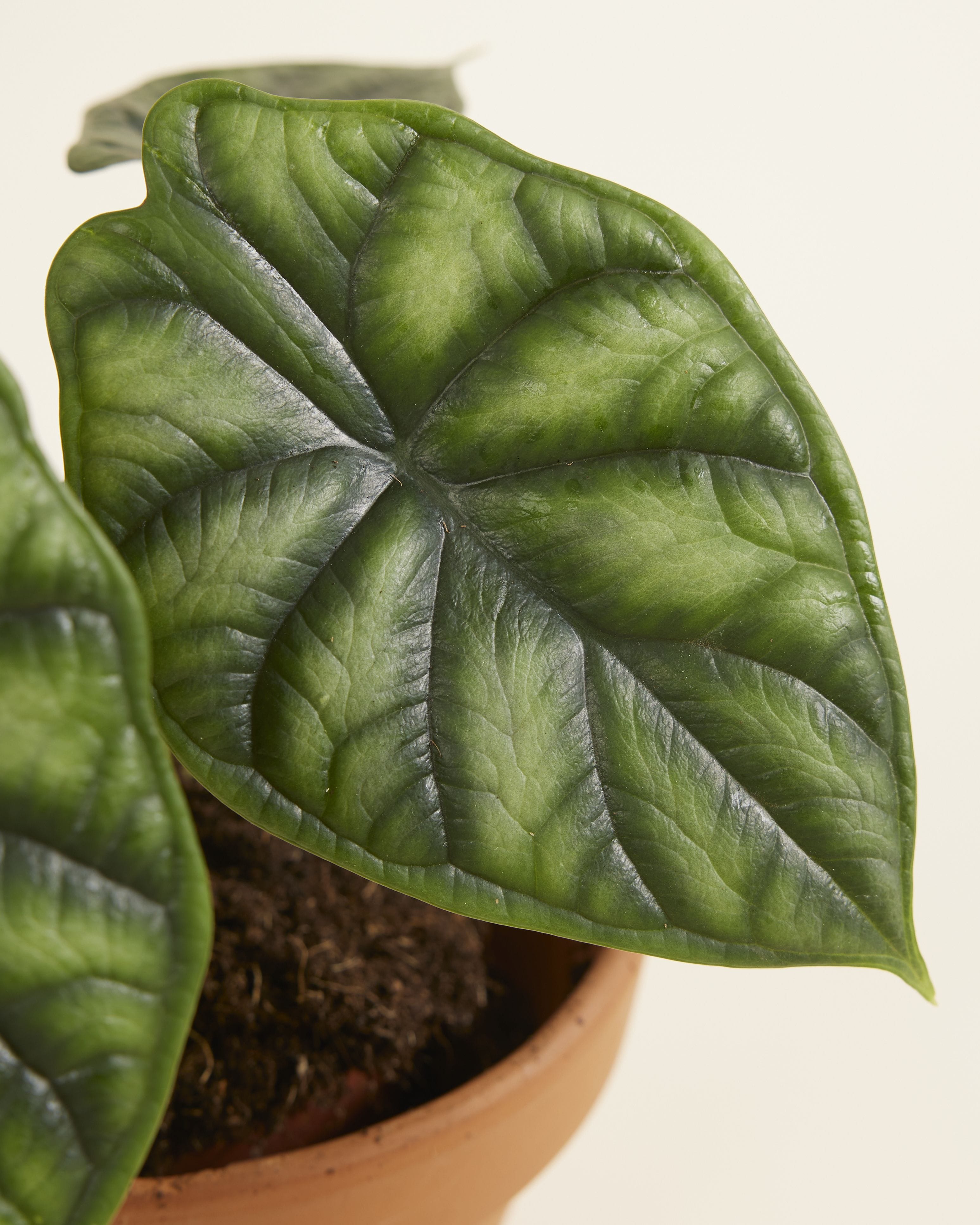 Alocasia Baginda Dragon Scale