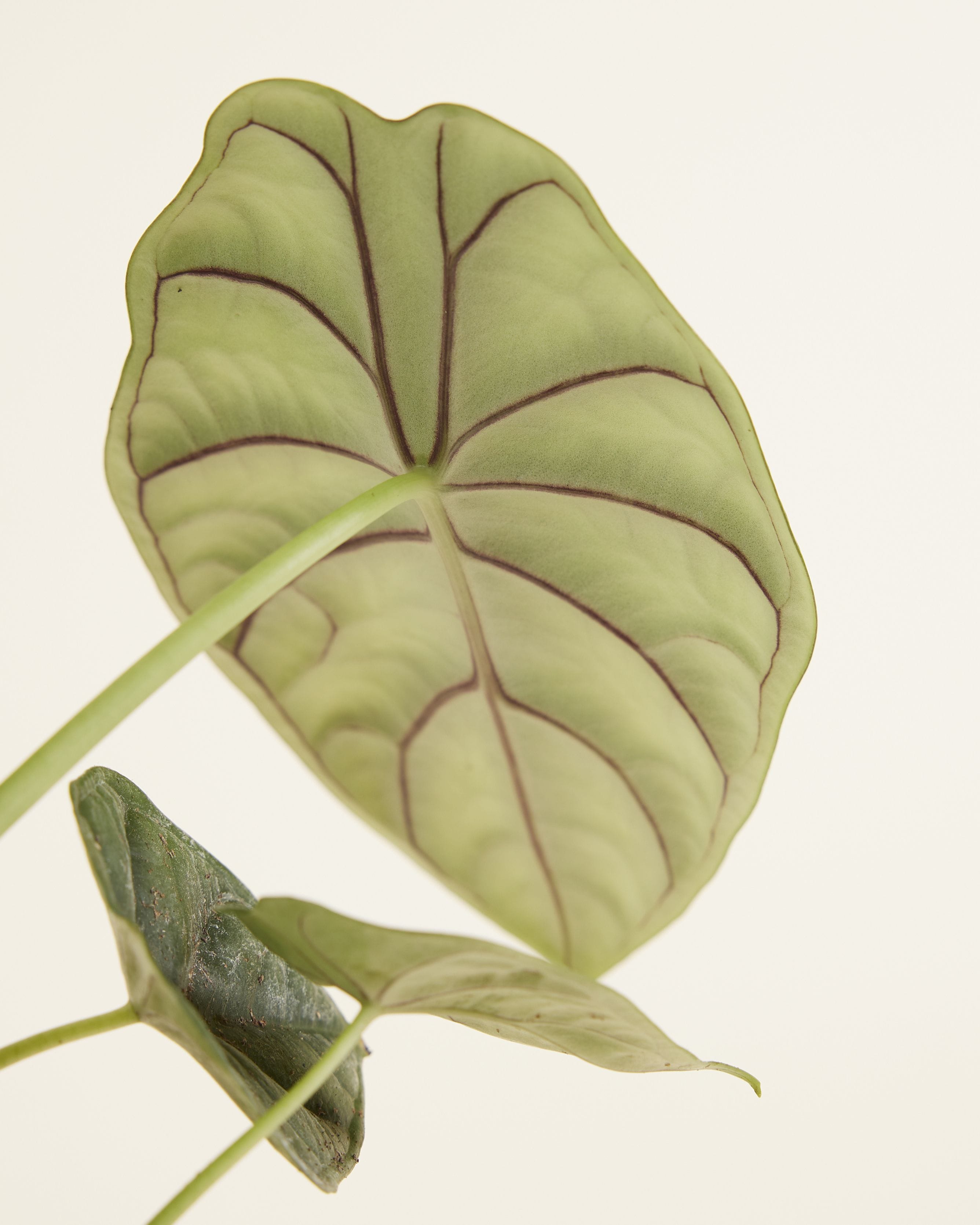 Alocasia Baginda Dragon Scale