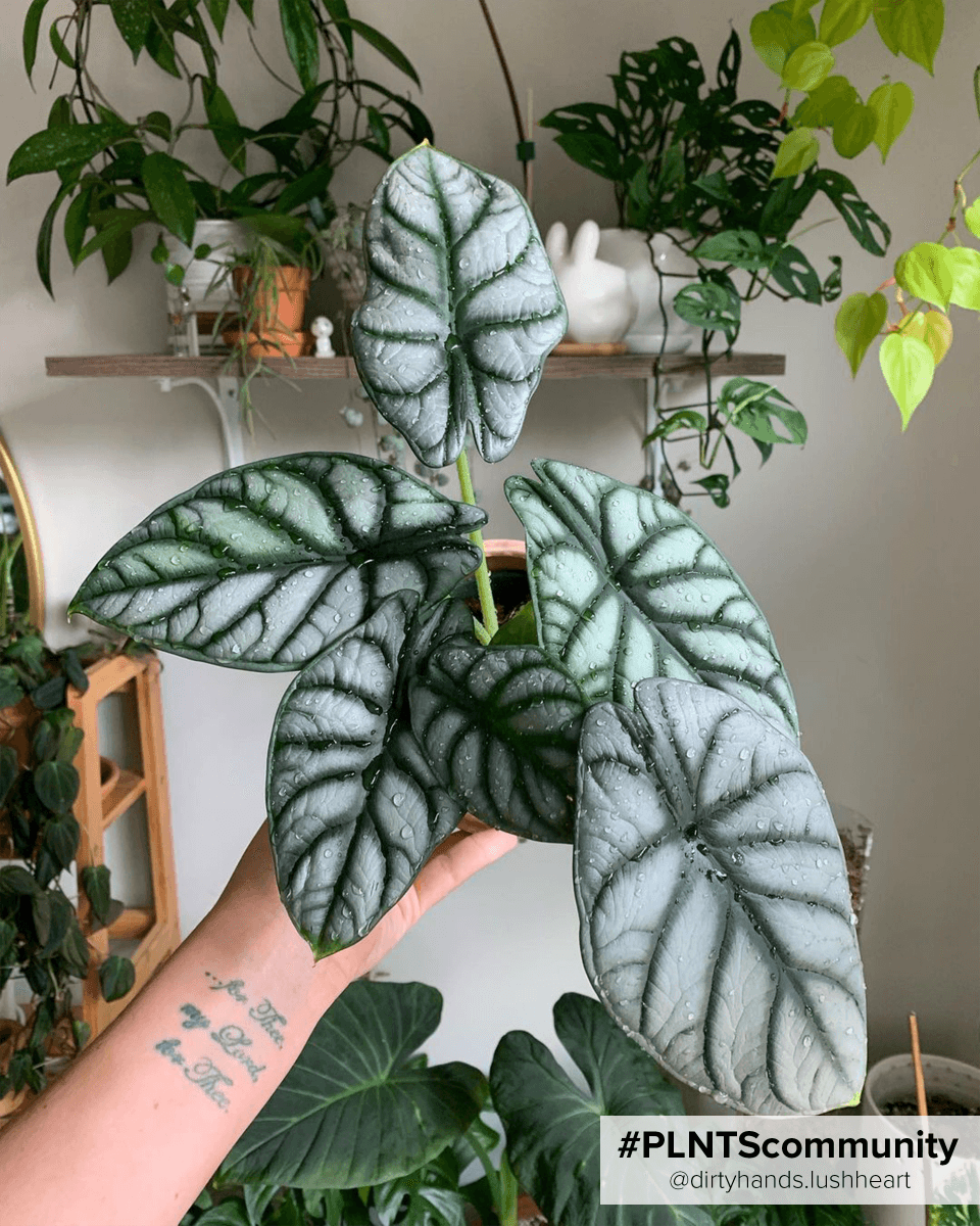 Alocasia Baginda Silver Dragon