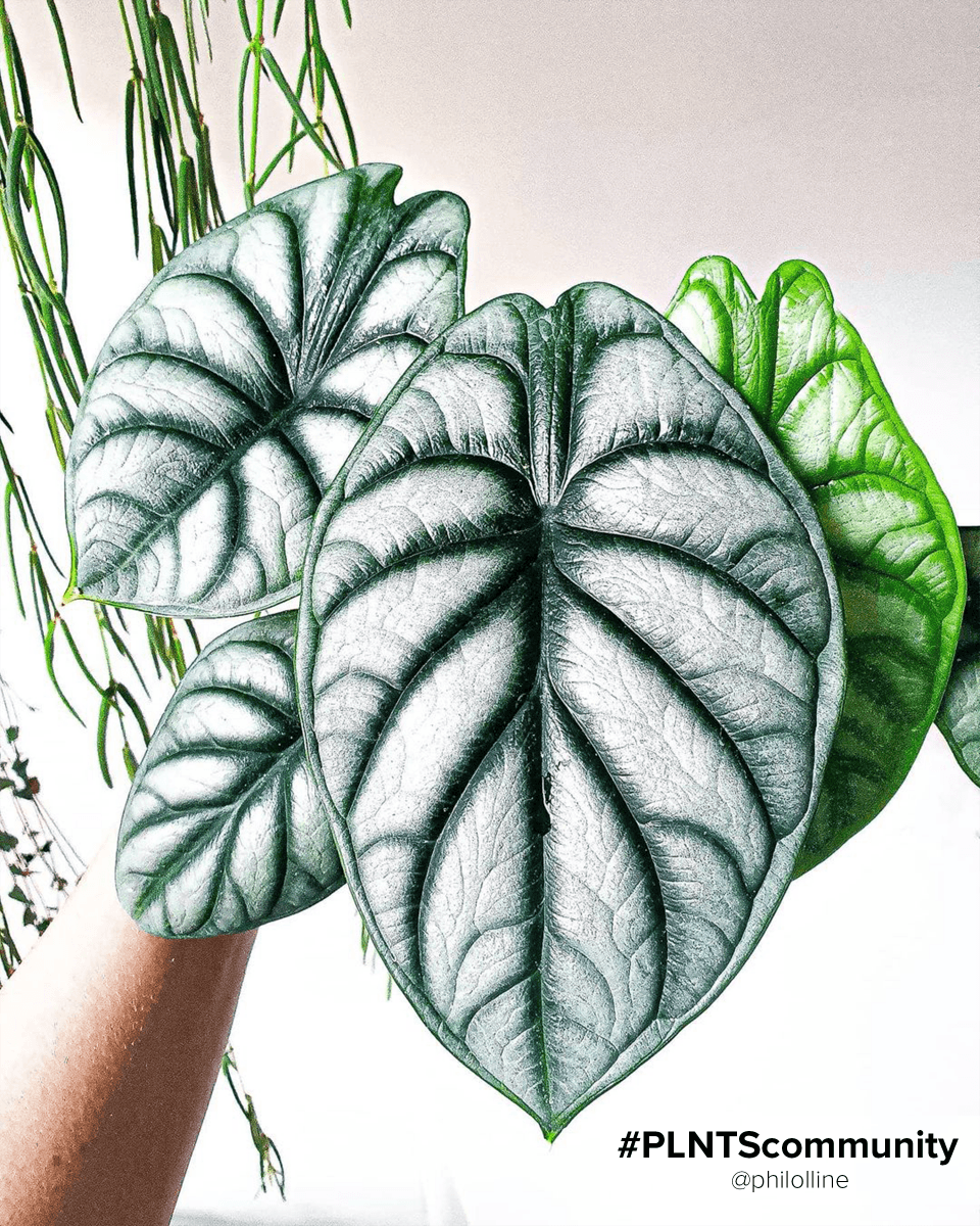 Alocasia Baginda Silver Dragon