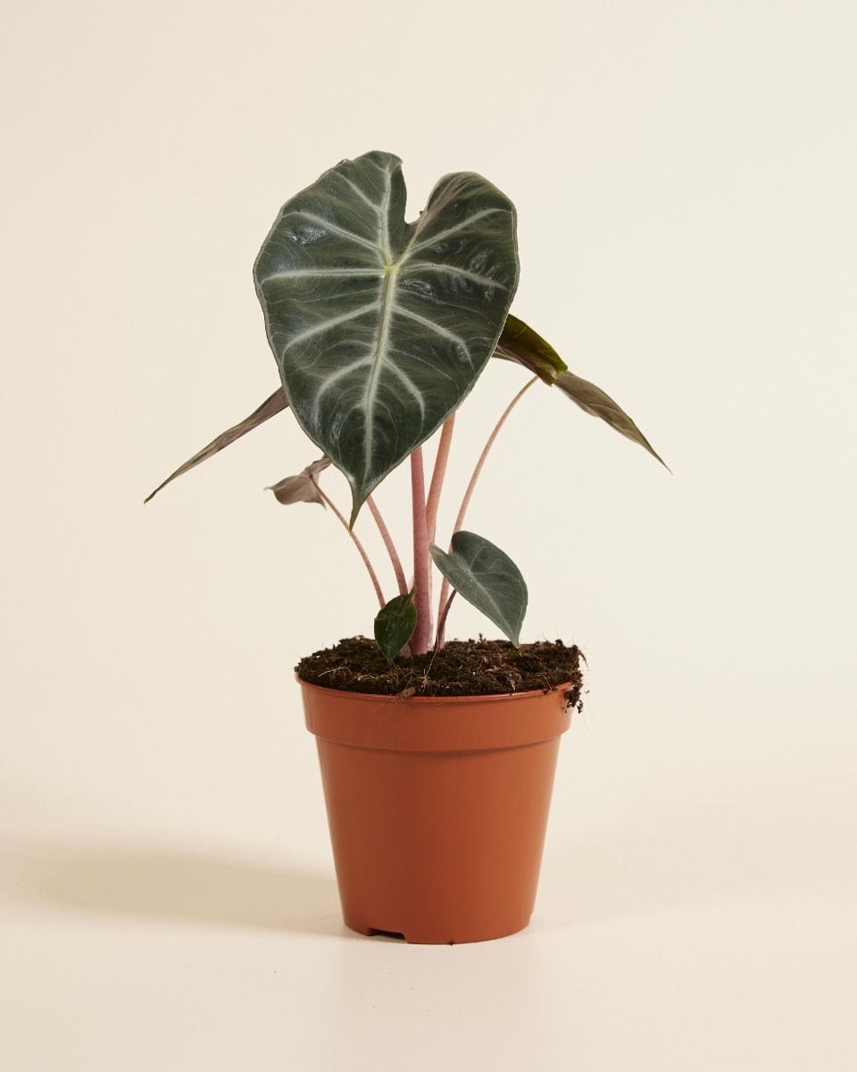Alocasia Elephant Ear Pink Dragon