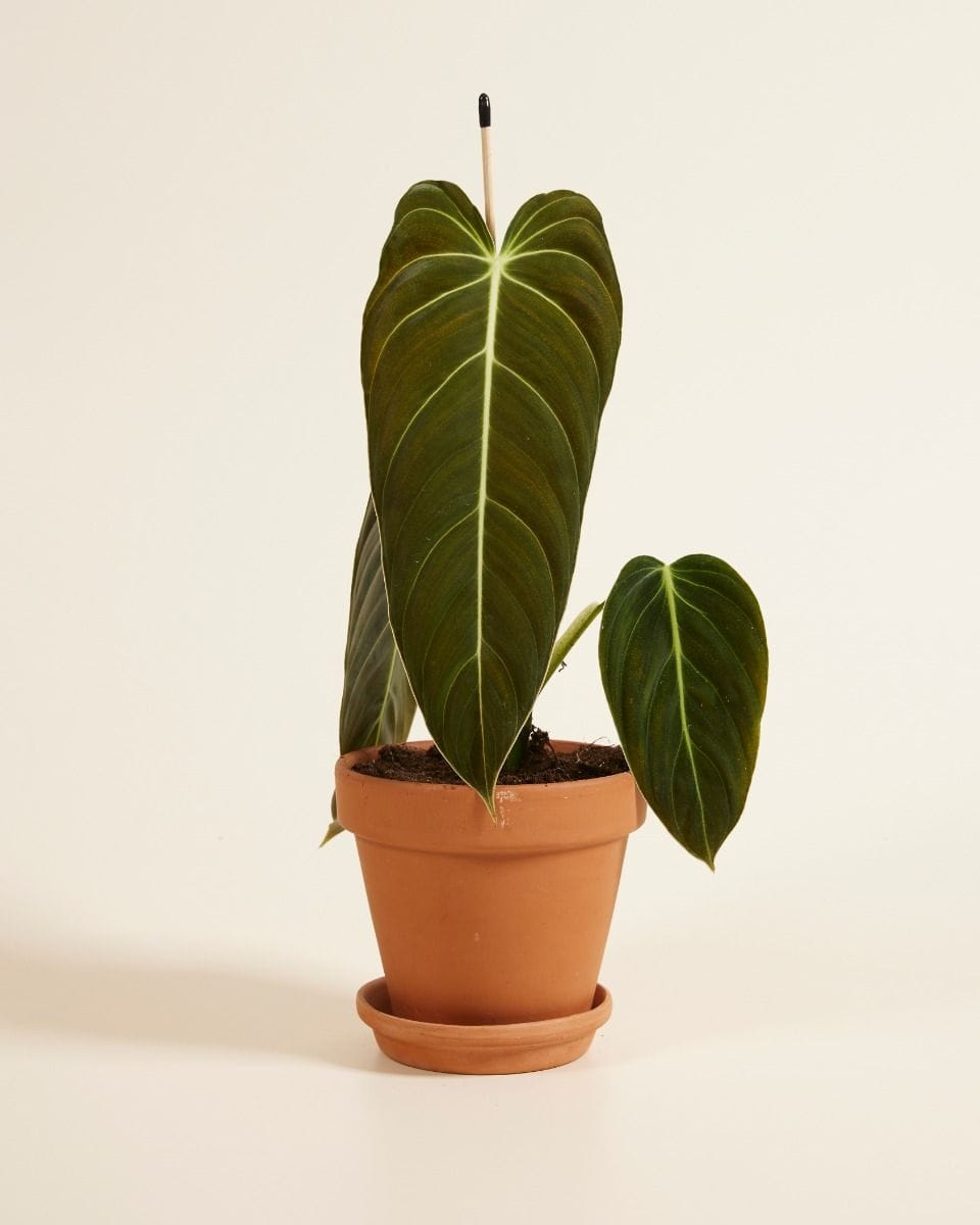 Philodendron Baumfreund Melanochrysum