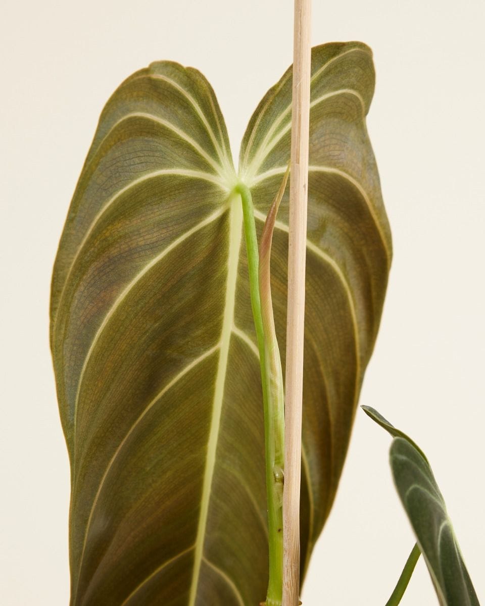 Philodendron Baumfreund Melanochrysum