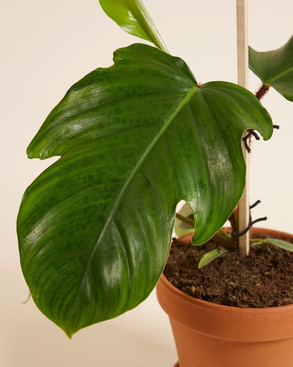 Philodendron Squamiferum