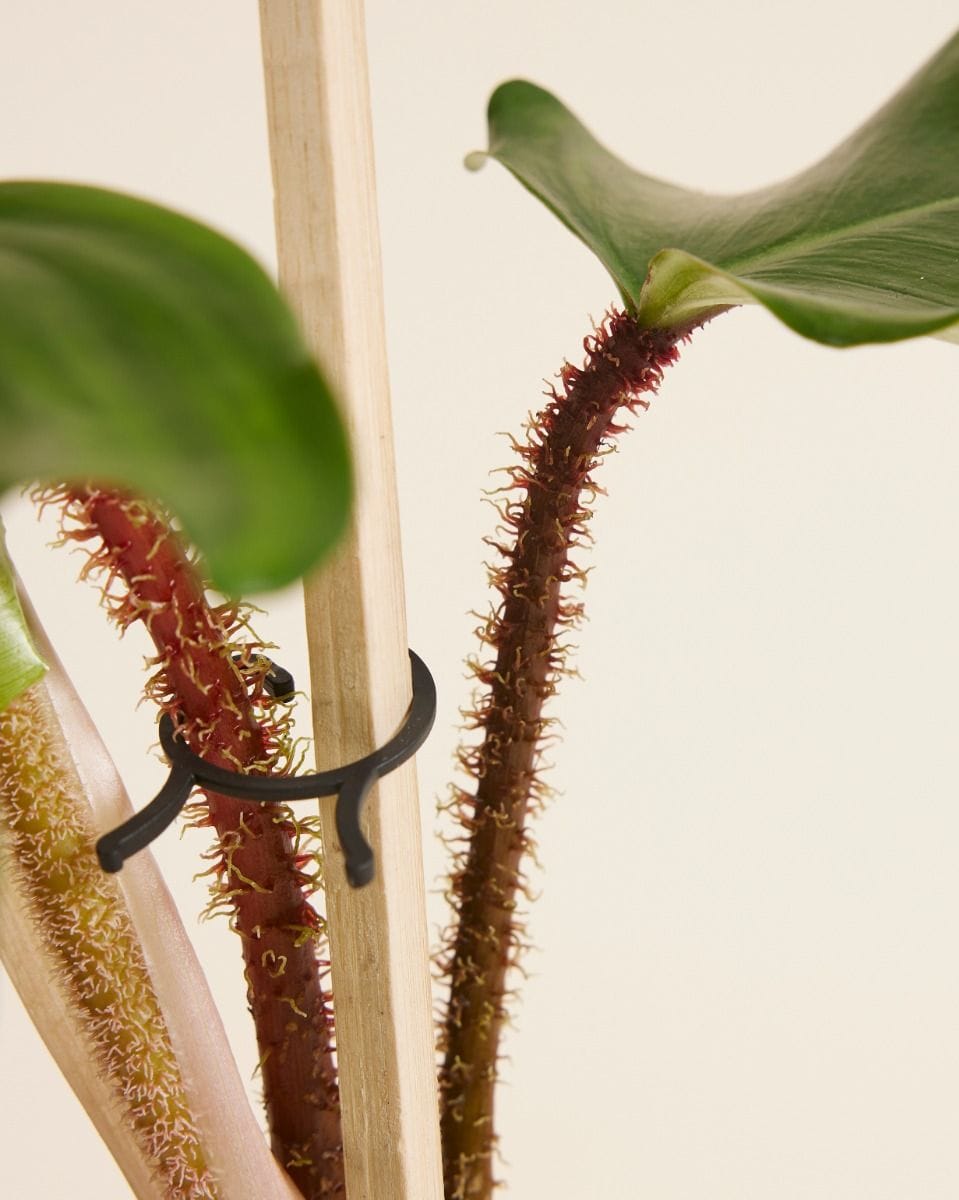 Philodendron Squamiferum