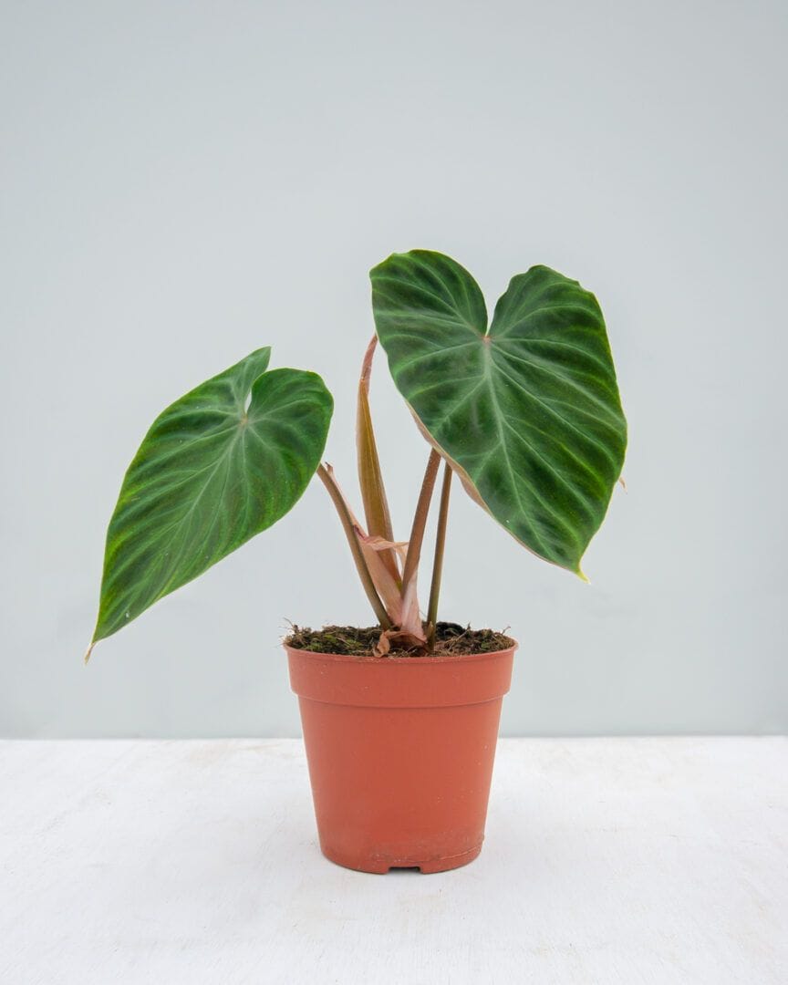 Philodendron Verrucosum