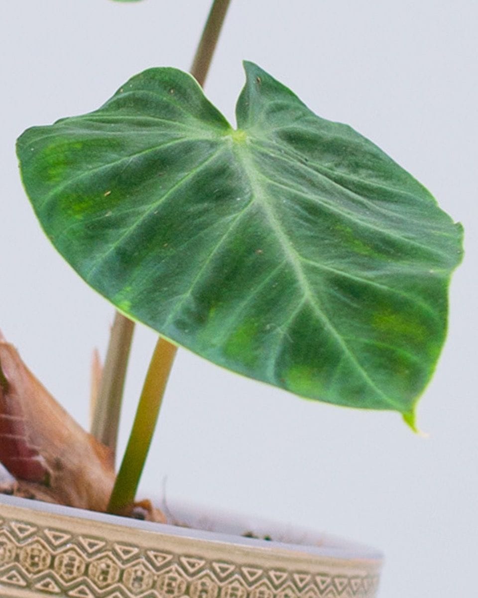 Philodendron Verrucosum