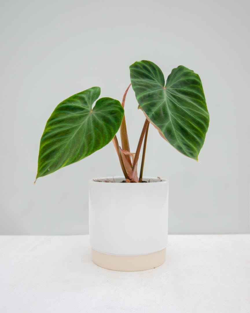 Philodendron Verrucosum