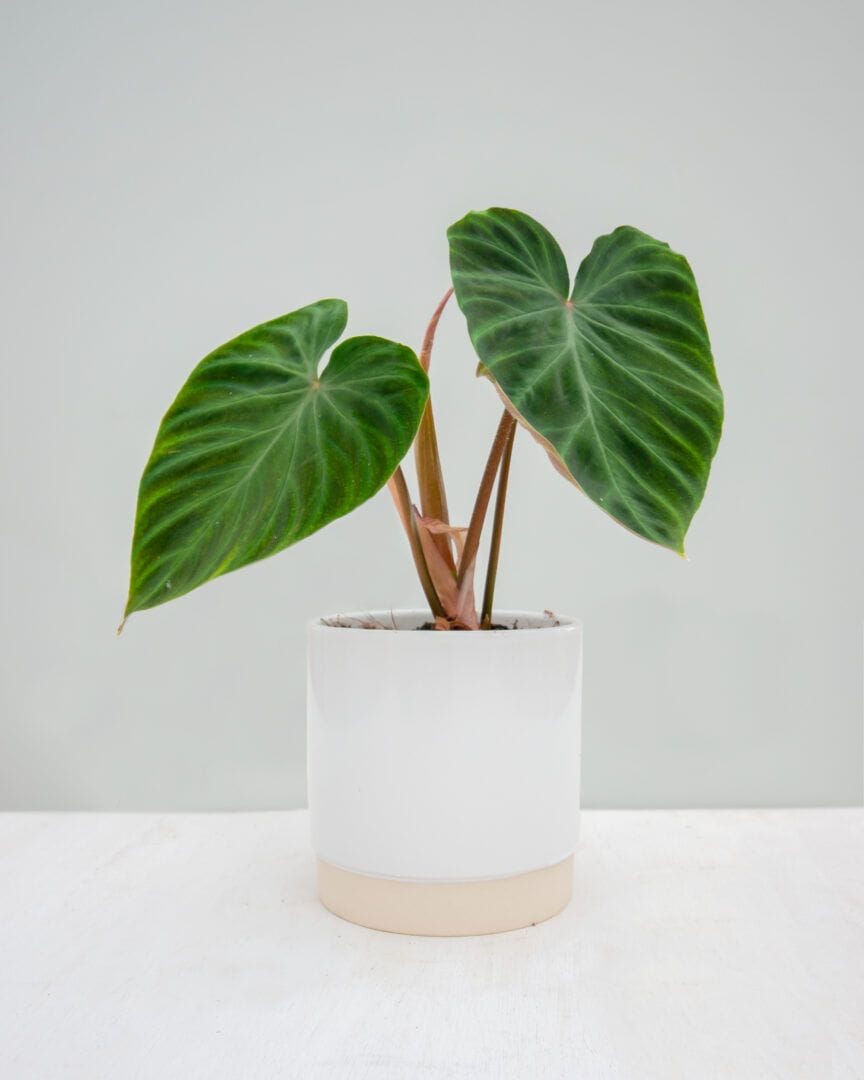 Philodendron Verrucosum 