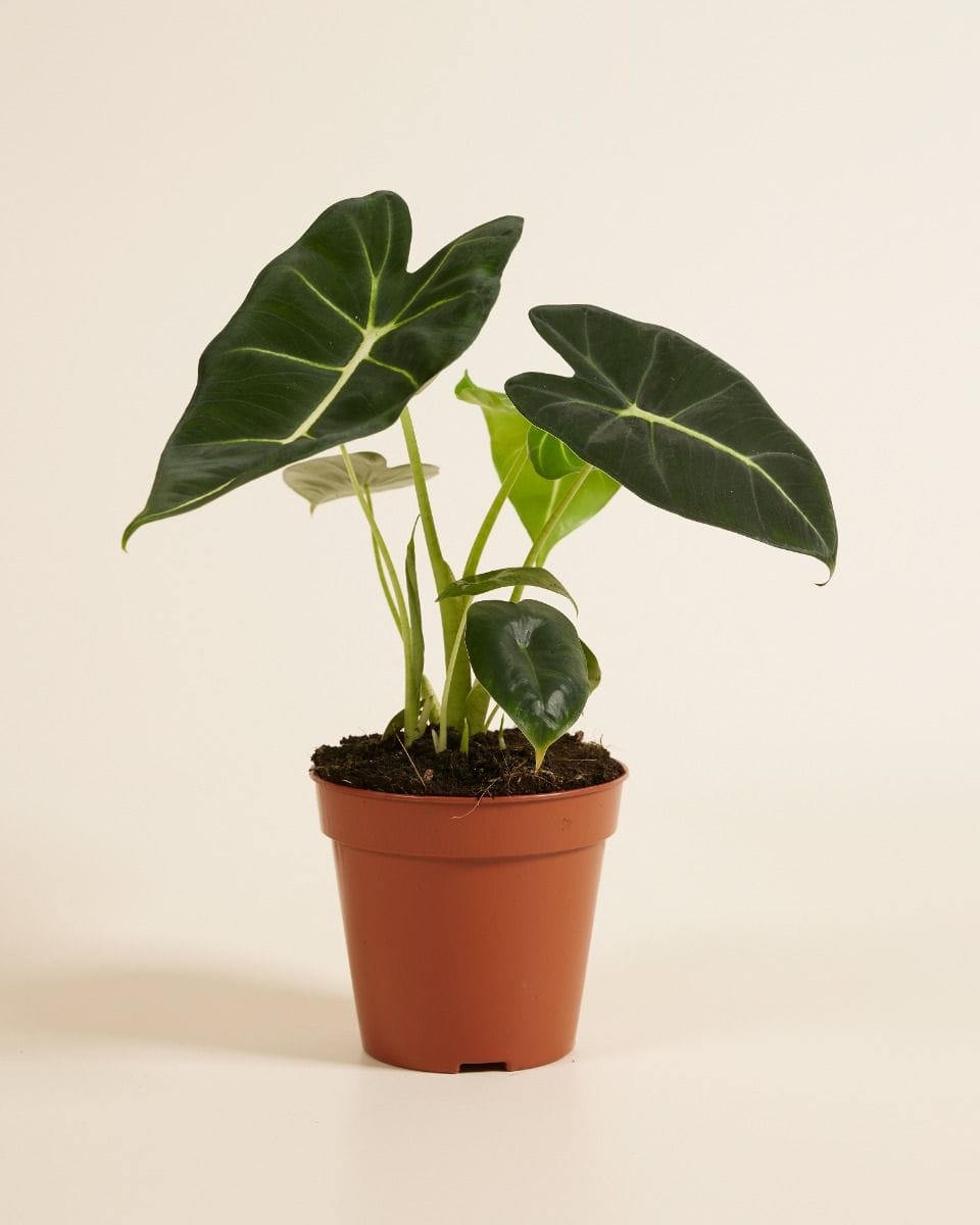 Alocasia Elephant Ear Frydek