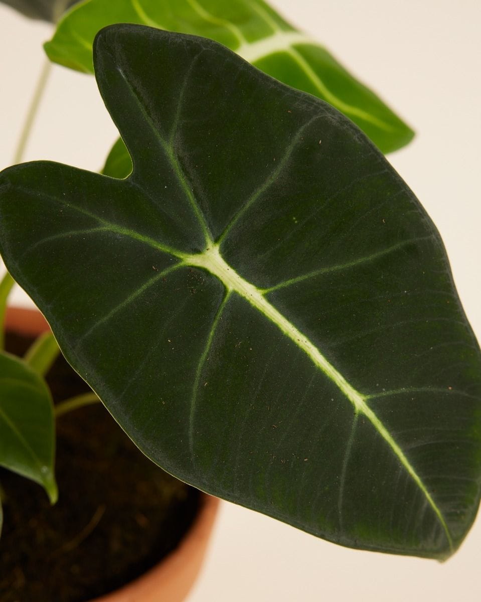 Alocasia Elephant Ear Frydek
