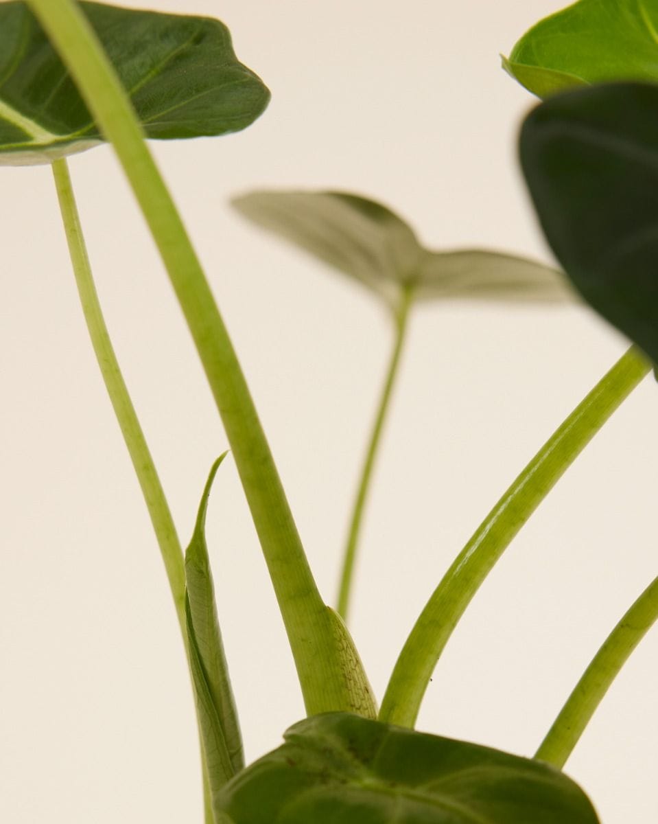 Alocasia Elephant Ear Frydek