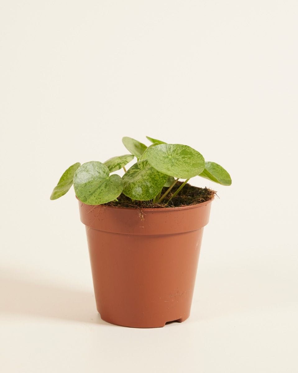 Pilea Peperomioides Pancake plant Mojito®