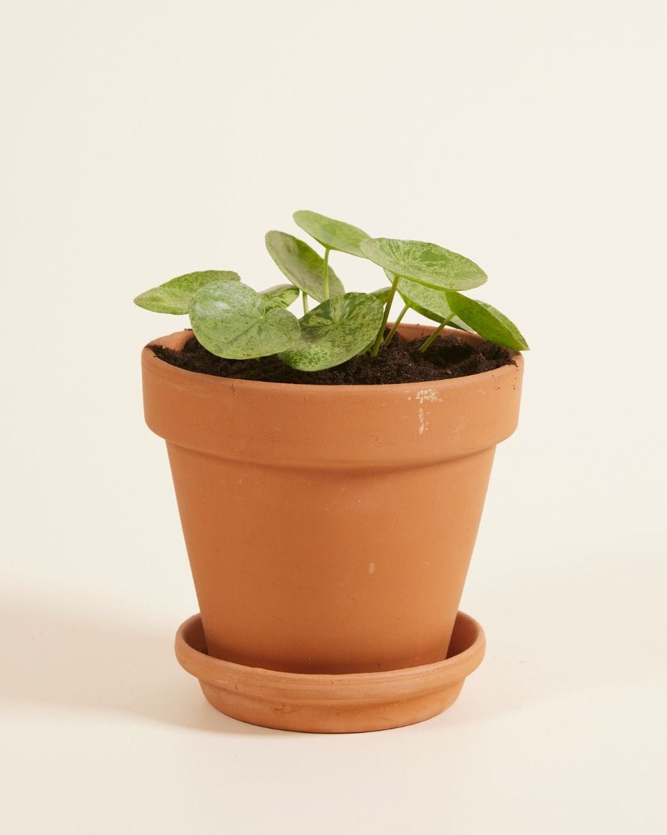 Pilea Peperomioides Pancake plant Mojito®