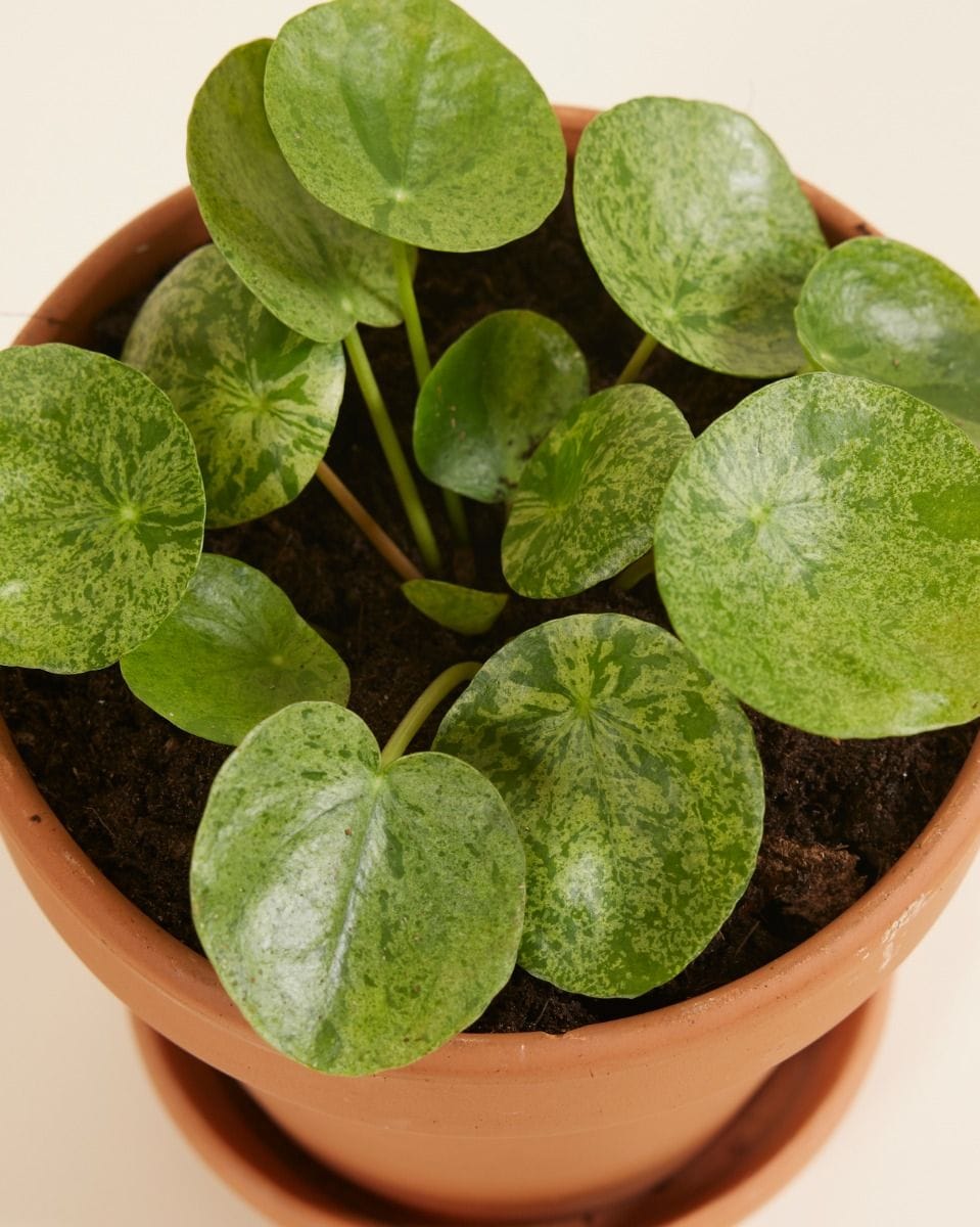 Pilea Peperomioides Pancake plant Mojito®