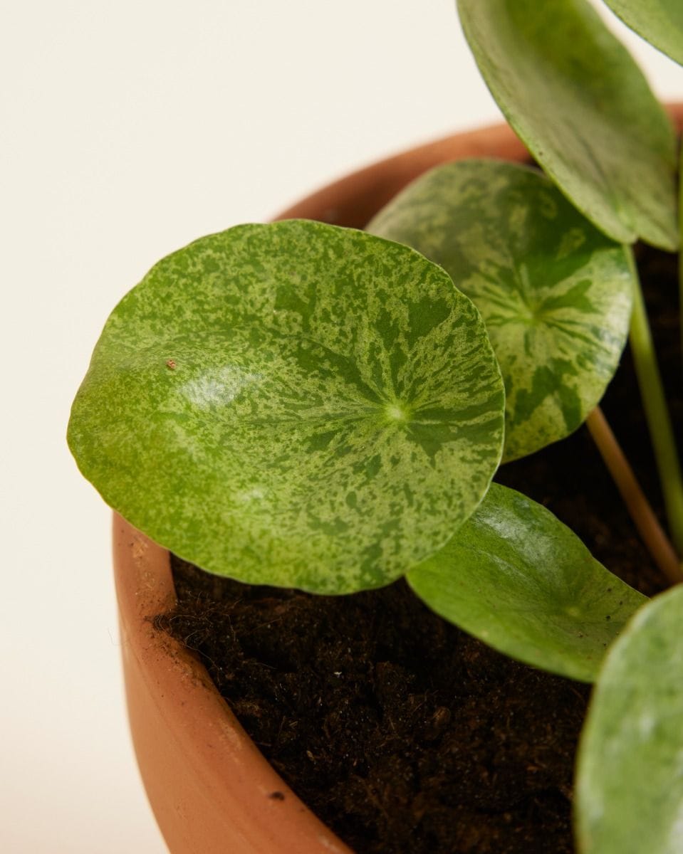 Pilea Peperomioides Pancake plant Mojito®