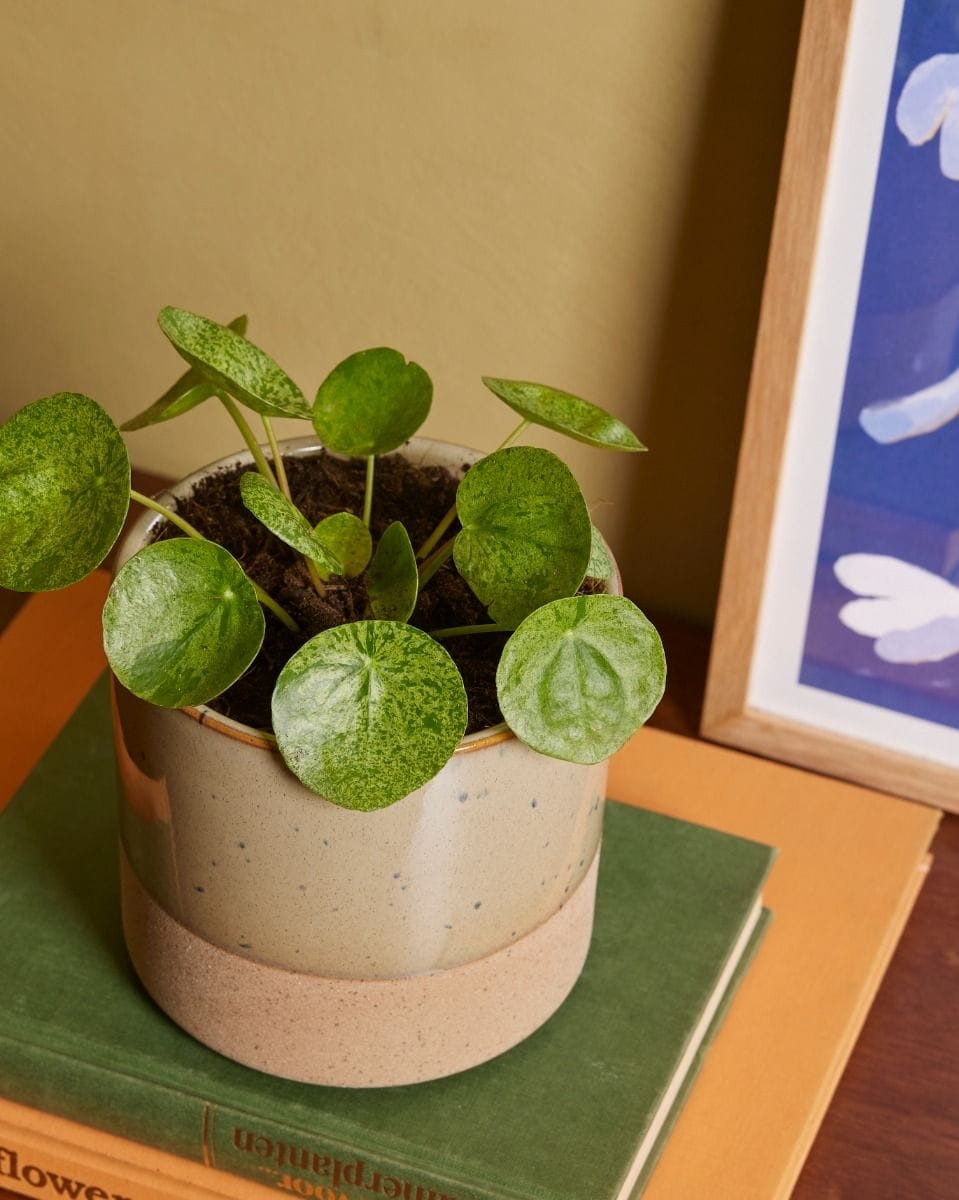 Pilea Peperomioides Pancake plant Mojito®