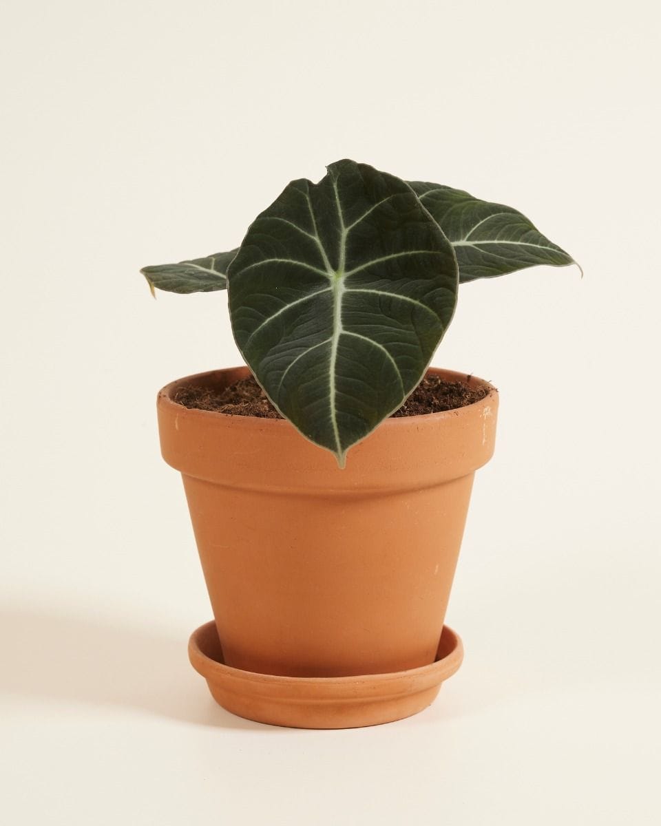 Alocasia Oreille d'éléphant Black Velvet