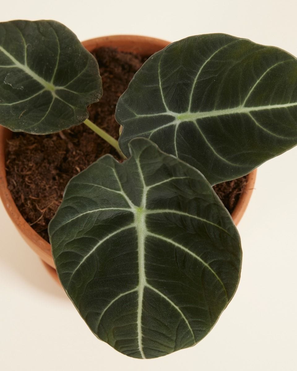 Alocasia Oreille d'éléphant Black Velvet
