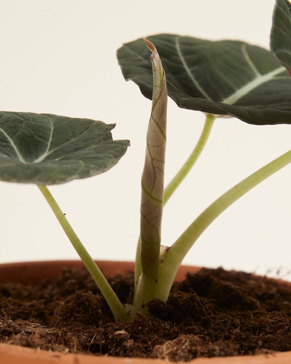 Alocasia Oreille d'éléphant Black Velvet
