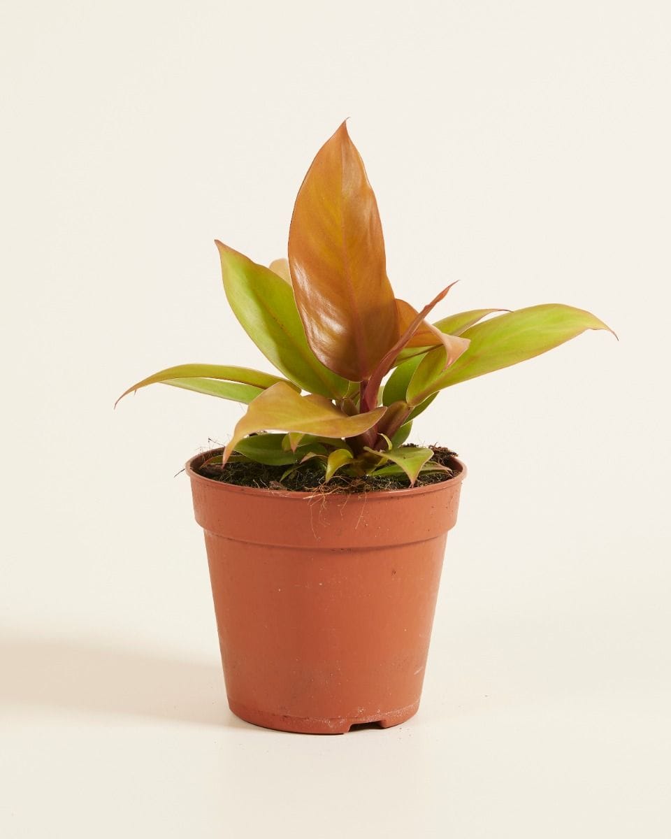 Philodendron Prince of Orange
