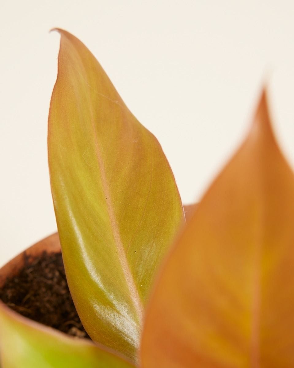 Philodendron Prince of Orange