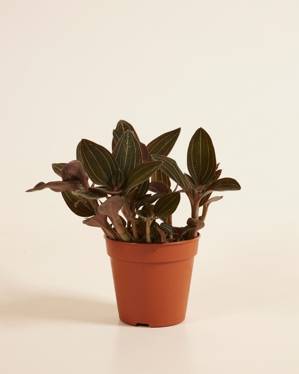 Jewel Orchid Ludisia Discolor