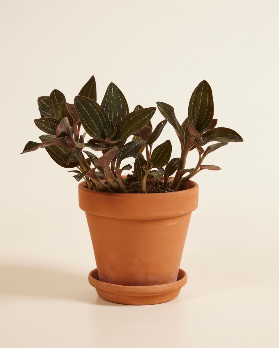Jewel Orchid Ludisia Discolor