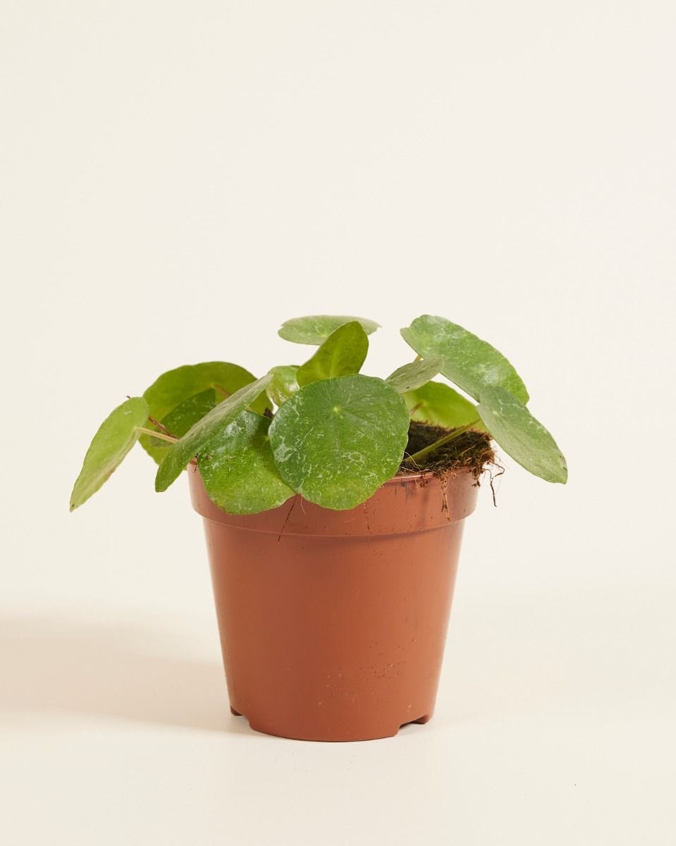 Pilea Peperomioides Ufopflanze Sugar®