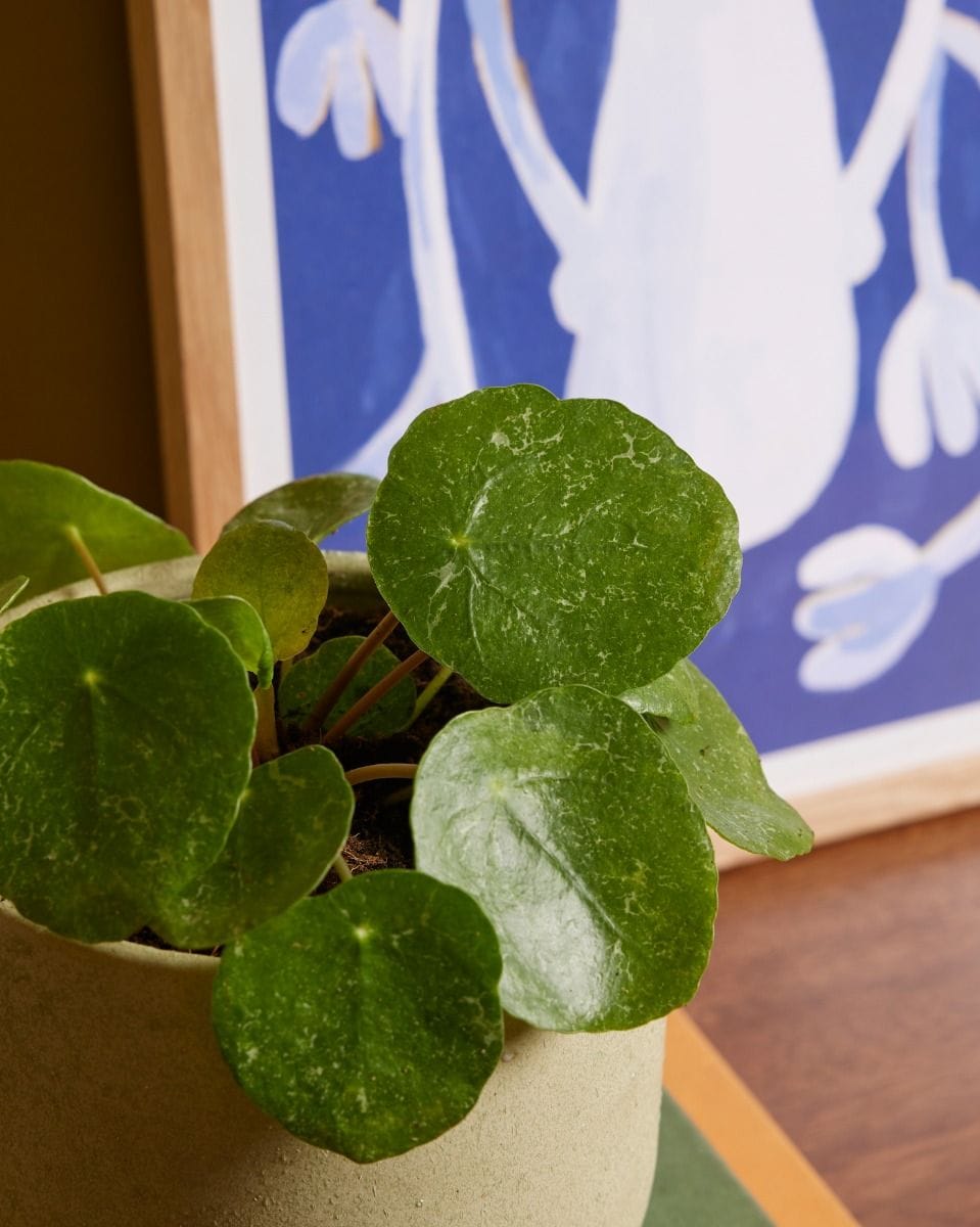 Pilea Peperomioides Ufopflanze Sugar®