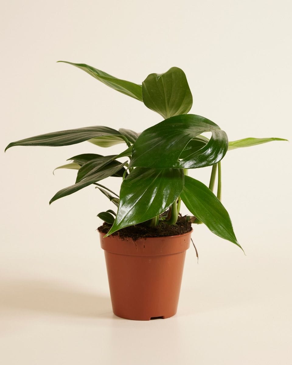 Rhaphidophora Decursiva