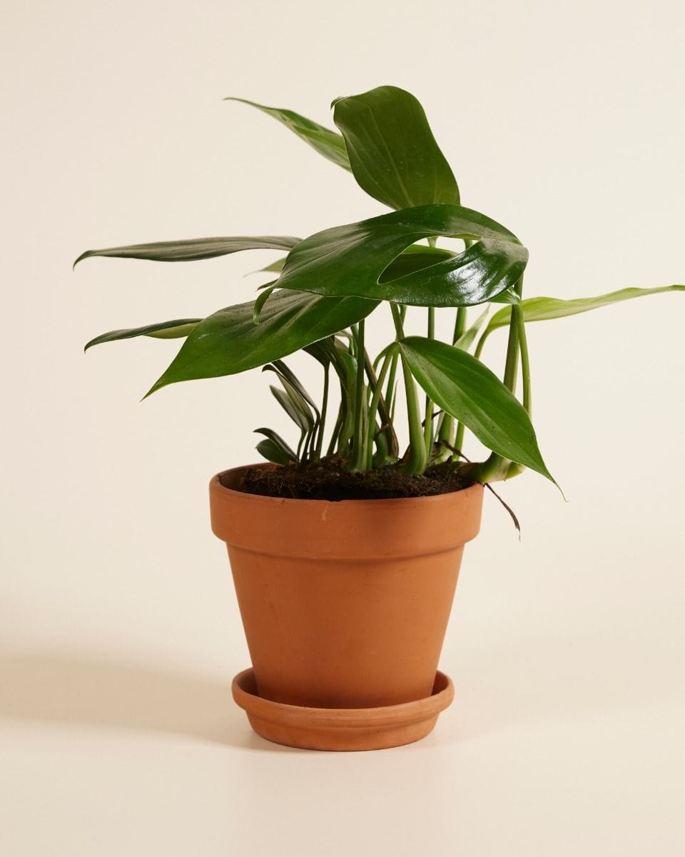 Rhaphidophora Decursiva