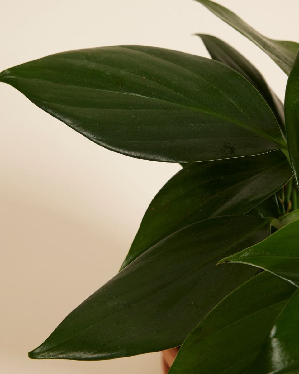 Rhaphidophora Decursiva