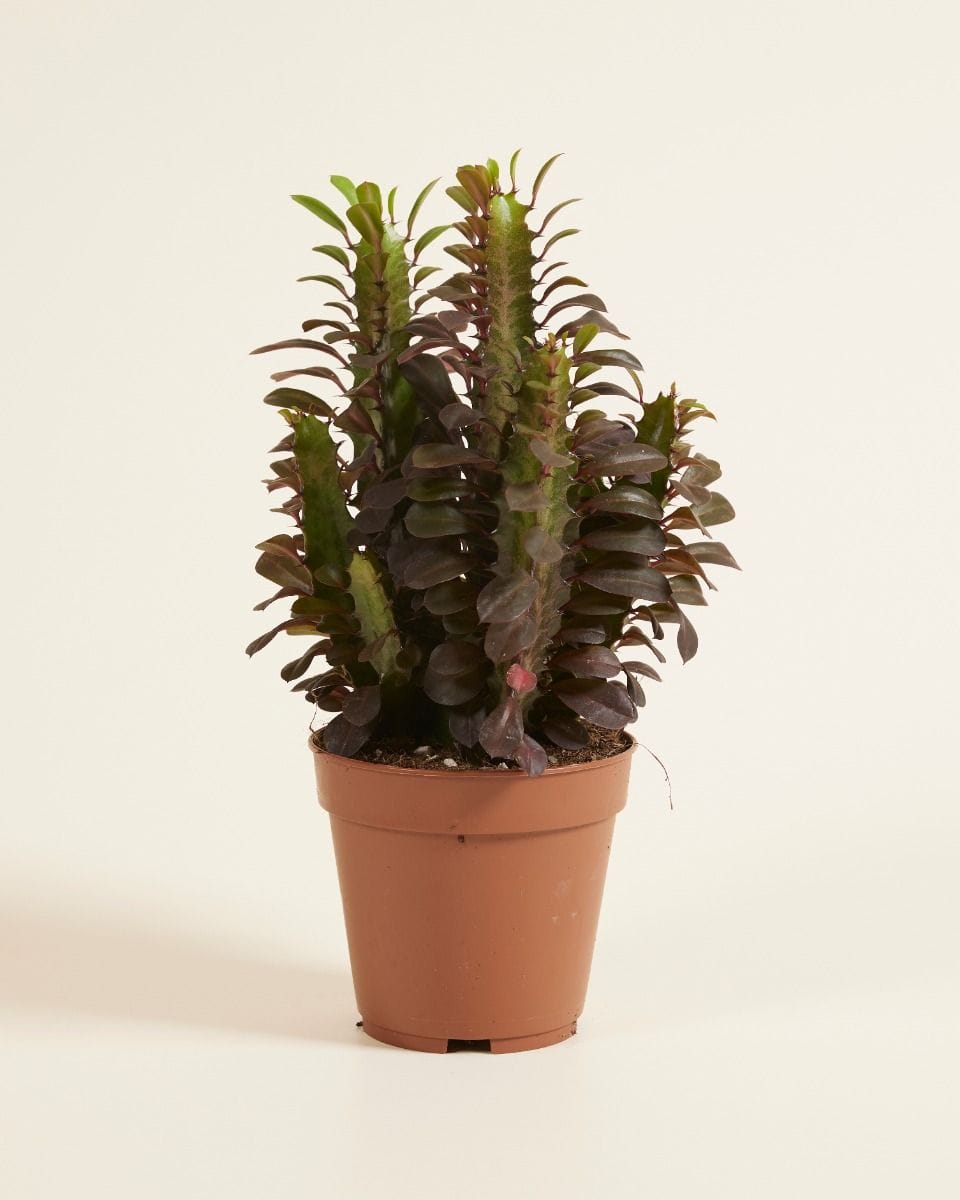 Euphorbia Cowboy Cactus Rubra
