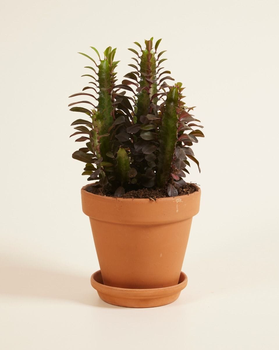 Euphorbia Cowboy Cactus Rubra