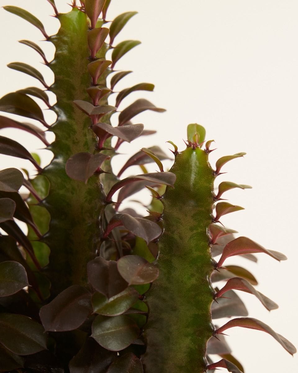 Euphorbia Cowboy Cactus Rubra